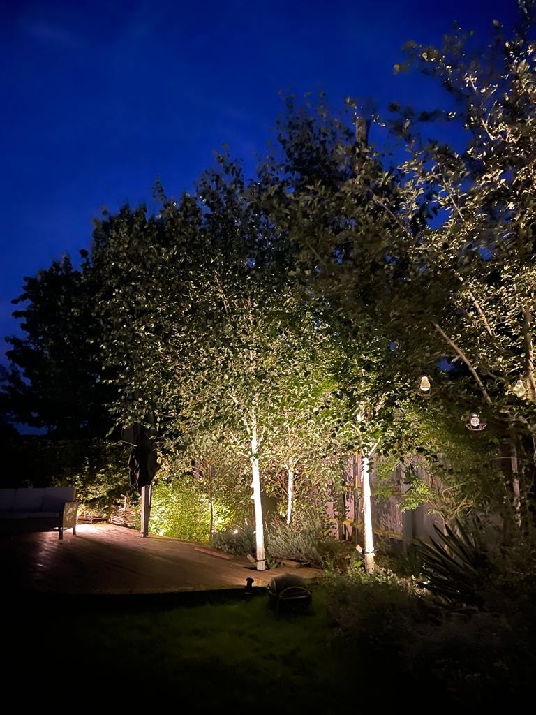Trees illuminated with uplighting along driveway at night